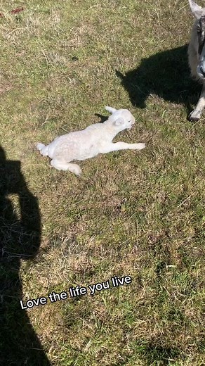 #farm #thisfarminglife