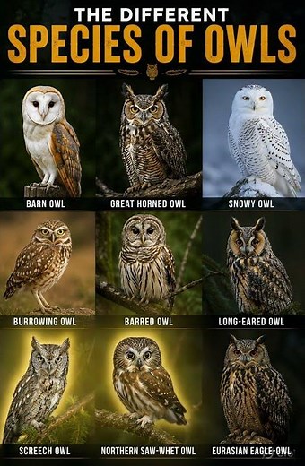 Types of Owls Around the World