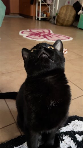 This is Wybie hear him ROAR👹 #kittentalk #sillycat #catpurring #fyp #kittensoftiktok