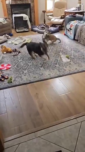 Meet Solobina — an 11-month-old short-stack pup with a big-dog attitude! She's a head-turner with her unique mix of breeds. She’s spunky, friendly, and full of personality, ready to take on the world (and your heart) one wag at a time. 💕🐾 | Camp Companion