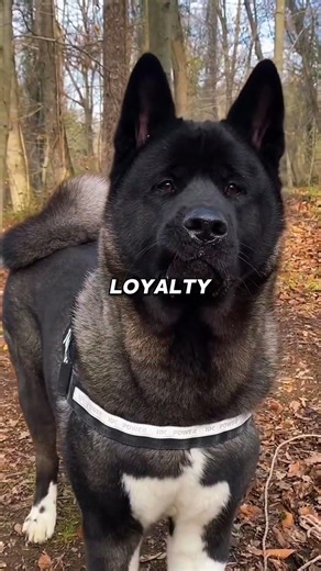 Dogs are not seen the same way everywhere in the world.