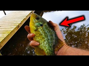 Catch more Panfish fishing this fishing bait !!!
