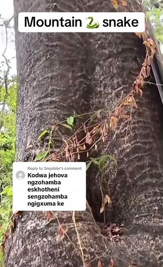 Mountain Snake Crying Like a Baby