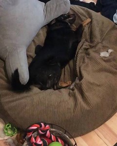 2.2K views · 45 reactions | Terry needs a family to call his own!  | The Foster Farm | Facebook