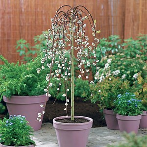 Saule marsault pleureur sur tige