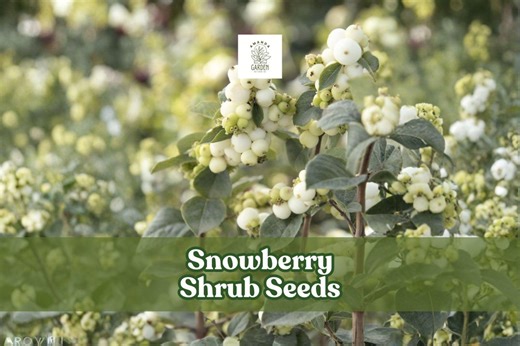 Snowberry Shrub Seeds (50 ) | White Berries, Ornamental Hedge | USA Grown - Etsy