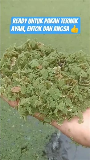 Azolla Ready Pakan Ternak dan Bibit 👍