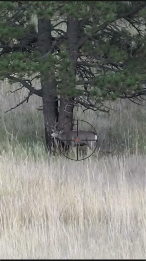 Where To Shoot Deer With A Gun | Hunting Tips #shorts #hunting #deerhunting