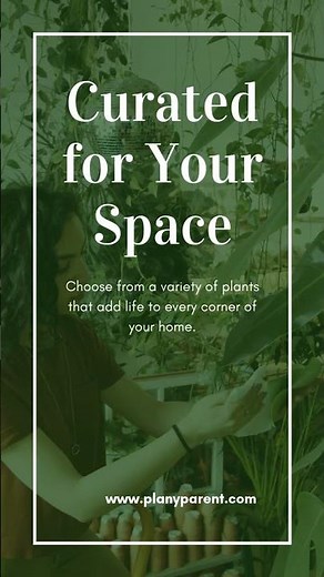 “Transform Your Space with These Stunning Indoor Plants!”