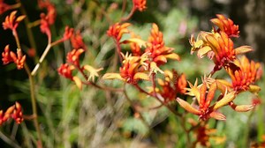 Red Cats or Kangaroo Paw Flower, California, USA. Anigozanthos Bicolor Floral Blossom Stock Video - Video of flower, garden: 217684145