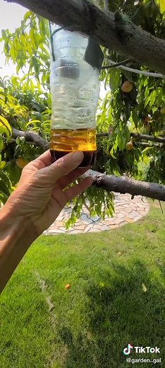 No more earwigs! It's working! #earwigs #naturalpestcontrol #backyardgarden #gardenersoftiktok