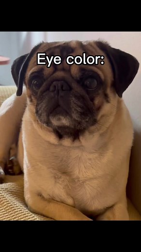 My dad was a black pug and mom was brindle | Pug Philosophy