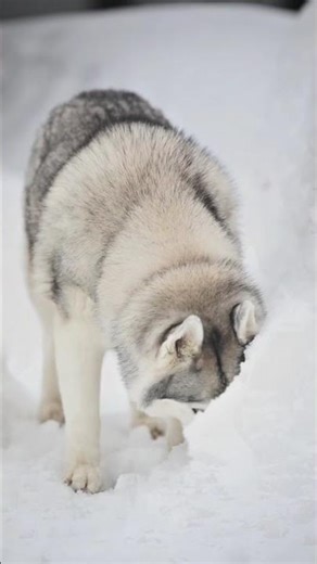 Wolf Sound | Wolf Howling #ytshorts #wildlife #wolf #wolverine #nature