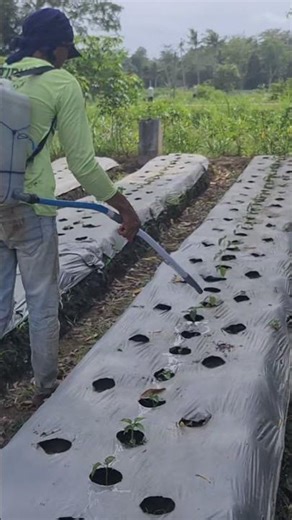 A Great Farmer's Smart Idea: Applying Agricultural Medicine to Chili Plant Seeds #shorts