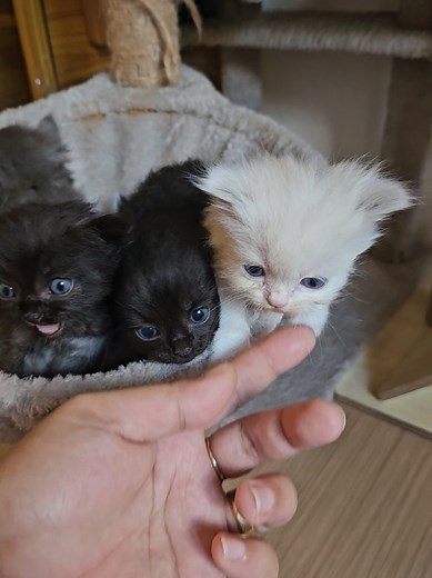 Persian Cats Available for Adoption: Find Your New Friend