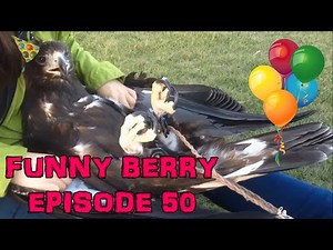 Weekly fails 2015, funny interesting videos - Epic Fail Win || Funny Berry Compilation Episode 50