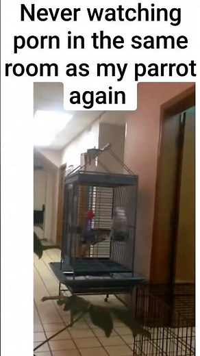 This parrot imitates embarrassing sounds 🤣