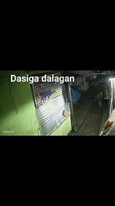 Dasiga dalagan #palumba | Kabalita Kabalita