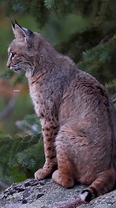A beautiful bobcat. I always love seeing these stunning, elusive cats. #wildlife #cats #bobcats #predator #beautiful #animals #colorado #fypシ #wildcats | Colorado Wild Photography
