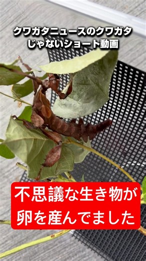 【ユウレイヒレアシナナフシ】産卵したんですが、孵化出来るのか⁉︎#飼育 #ナナフシ #奇虫 #昆虫#産卵
