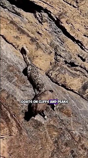 Hunting Skills of Snow Leopards: Preying on Mountain Goats at High Altitudes #SnowLeopards #shorts