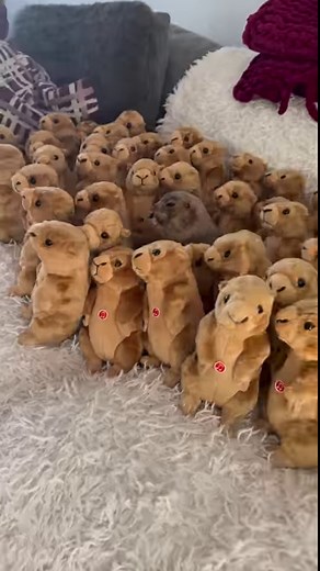 49K views · 1.8K reactions | Prairie Dog Yoga with Poppy! Her perfect form along with those teefs and toe beans! 殺❤️ #poppytheprairiedog #prairiedog #yoga #yogainspiration | Poppy the Prairie Dog | Facebook