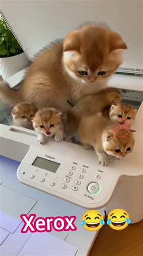 “Copy Machine Se Nikle Billi Ke Bacche 😂🐱 | Sabse Crazy Cat Comedy!” #funnydesign