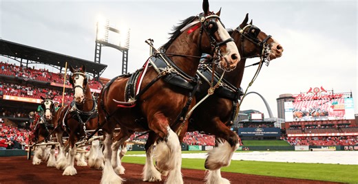 Watch The Budweiser Clydesdales Lap Around The Field On Opening Day At Busch Stadium