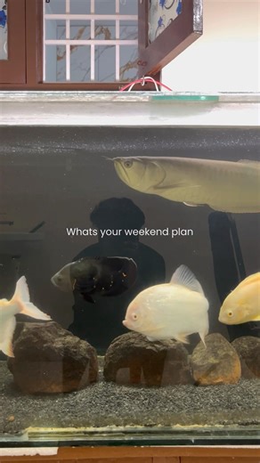 🤯Weekend Aquarium Maintenance 🧼💧 | Cleaning Tanks & Water Change | Fish Tank Cleaning 🧽