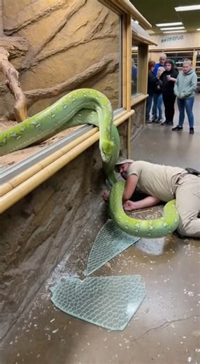 Giant Python Breaks Zoo Glass 😱🐍 | Shocking Exhibit Chaos | Darko Wildlife