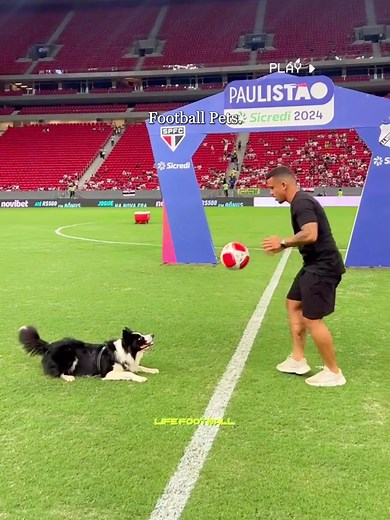 Cats and Dogs Playing Football: A Fun Showdown