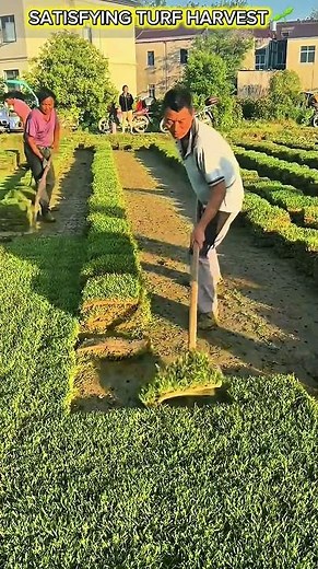 Satisfying Turf Harvesting Process.