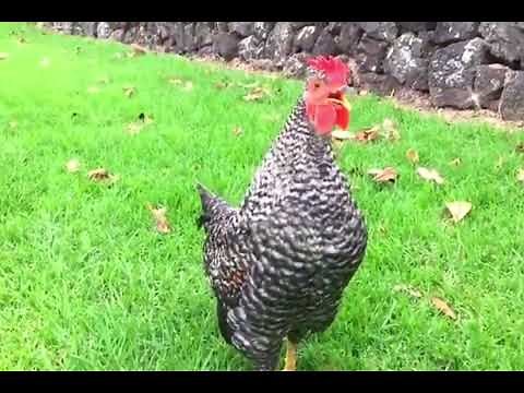 Free Nature Alarm Clock For Morning 🐔 | Roosters Crowing Compilation Plus #rooster #bird