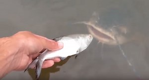 Angler Hand Feeds Huge Catfish with Shad