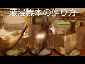 液浸標本の作り方