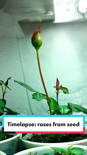 Growing Roses from Seed: Time-lapse Photography of Rose Bud Development