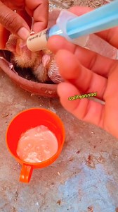 9K views · 357 reactions | Pypy pigeon  #pigeons | Soliman Riad | Facebook