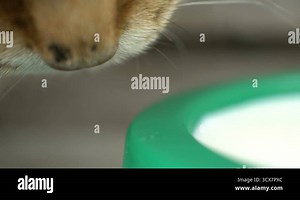 footage ginger cat drinking milk close up. Slow motion 120fps Stock Video Footage - Alamy