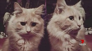 13K views · 186 reactions | The gruesome discovery of two decapitated cats has sparked a warning to pet owners in the north-eastern suburbs. Story: https://7news.link/KLZ5Z6 #AnimalCruelty #7NEWS | 7NEWS Adelaide | Facebook