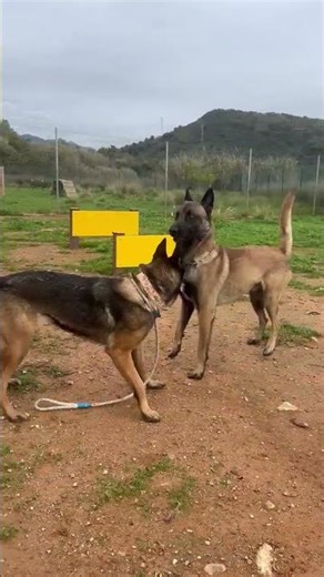 Manuela beim fröhlichen Spiel im Auslauf #tiervermittlung #zuhausegesucht #schäferhund