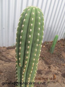 Trichocereus hybrids (Echinopsis) – Trichocereus.net – Cactus Seeds & Books!