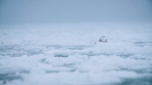 46K views · 3.8K reactions | Voici ce que j'ai pu observer hier. Il...