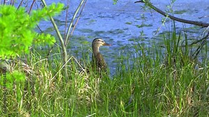 Dive into the fascinating world of the mallard duck, also known as the wild duck. Learn about its behavior, habitat, diet, and more in this educational video series.