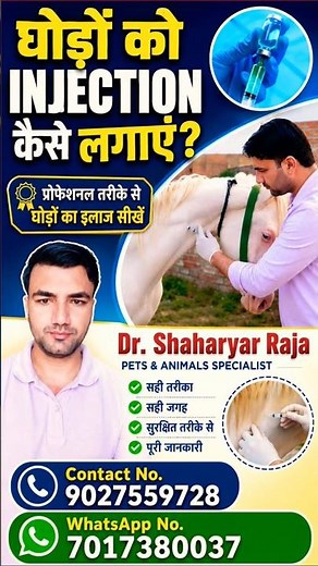 How to Do Intramuscular (IM) Injection in Horse 🐎 | Horse Treatment | Dr Shaharyar Raja #shorts #vet