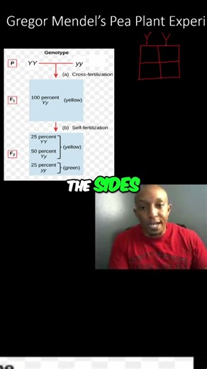 Genetics Explained: Master Punnett Squares in Seconds! #shorts