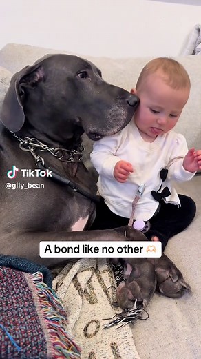 The Unbreakable Bond Between Great Danes and Babies