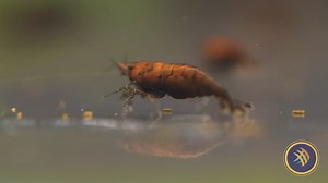 2K views · 23 reactions | Check out the Red Onyx Shrimp (Neocaridina...