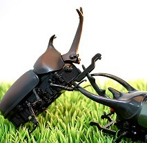 Robotic RC fighting beetles