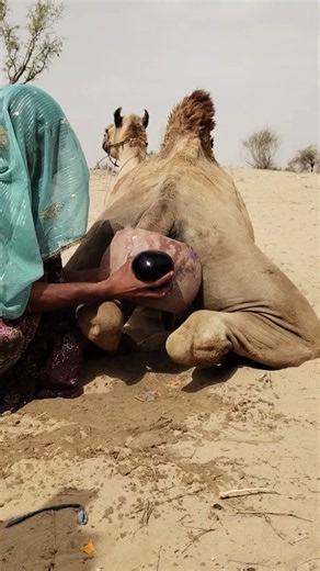 جمل هادئ وامرأة تلعب بالبالون في مشهد جميل