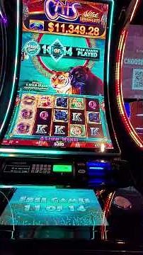 86 times the bet on the new cats by igt slots
